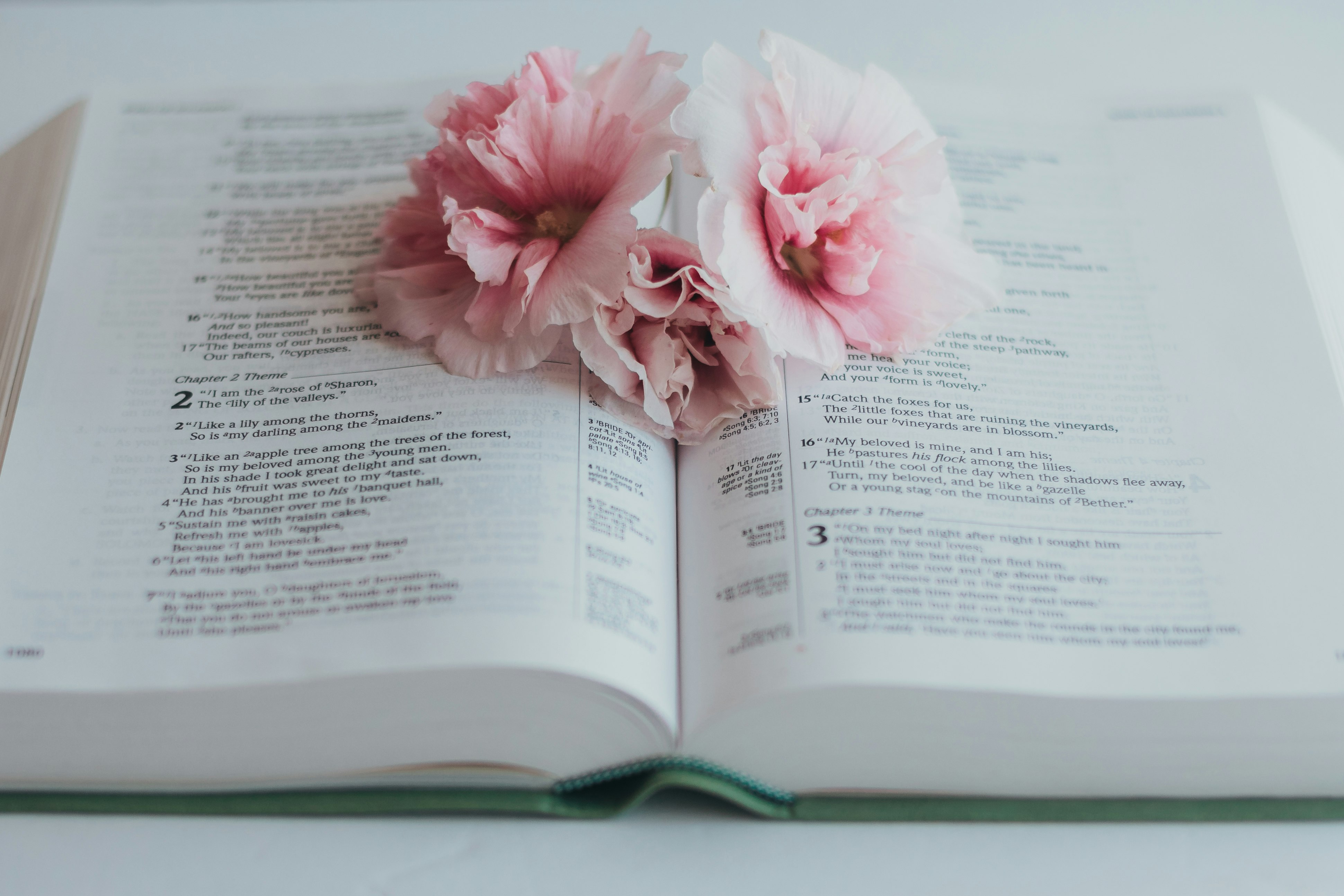 pink flower on book page